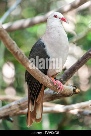 Rosa Taube (Nesoenas Mayeri) auf der Insel Ile Aux Aigrettes in Mauritius. Stockfoto