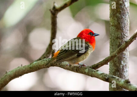 Mauritius Fody auf der Insel Ile Aux Aigrettes in Mauritius. Stockfoto