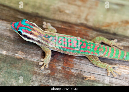 Reich verzierte Taggecko (Phelsuma Ornata) auf der Insel Ile Aux Aigrettes in Mauritius. Stockfoto