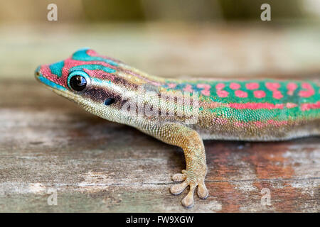 Reich verzierte Taggecko (Phelsuma Ornata) auf der Insel Ile Aux Aigrettes in Mauritius. Stockfoto