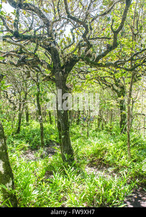 Vegetation auf der Insel Ile Aux Aigrettes in Mauritius. Stockfoto