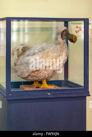 Der Dodo Ausstellung in das Naturhistorische Museum in Port Louis, der Hauptstadt von Mauritius. Stockfoto