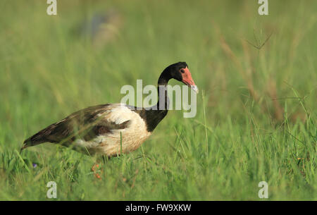 Eine Elster Gans - Anseranas Semipalmata - Nahrungssuche in grasbewachsenen Feuchtgebiete im tropischen Australien. Foto Chris Ison. Stockfoto