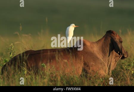 Ein Kuhreiher - Ardea Ibis - auf einer Färse zurück in einem ländlichen Outback Australien Paddock stehen. Foto Chris Ison. Stockfoto