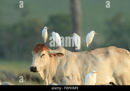 Kuhreiher - Ardea Ibis - in den frühen Morgenstunden auf einer Kuh zurück in einem ländlichen Outback Australien Paddock stehen.   Foto-Chris Stockfoto