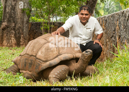 Riesige Schildkröte und Mitarbeiter Mitglied im Four Seasons Hotel in Mauritius. Stockfoto