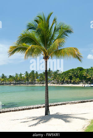 Palme am Strand im Maritim Hotel in Nord-West-Mauritius. Stockfoto