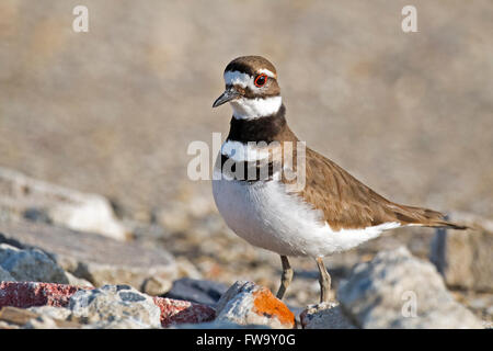 Killdeer zu Fuß auf den Felsen Stockfoto