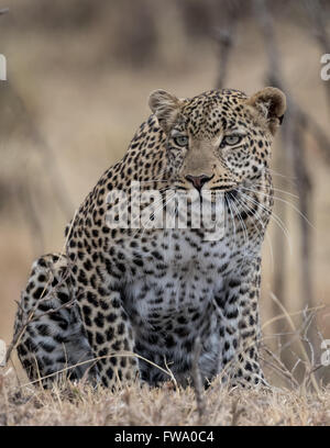 Leopard (Panthera Pardus) kauerte bereit, sich um in der Masai Mara Kenia zu stürzen. Stockfoto