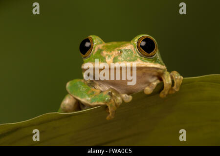 Peacock Laubfrosch thront auf einem Blatt mit grünem Hintergrund Stockfoto