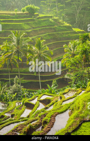 Wunderschönen Reisterrassen in der Moring Licht in der Nähe von Tegallalang Dorf, Ubud, Bali, Indonesien. Stockfoto