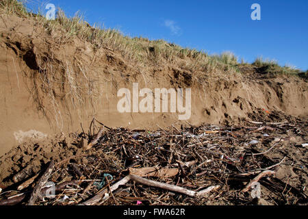 Sanddüne Erosion und Treibholz am Strand nach einem Sturm Stockfoto