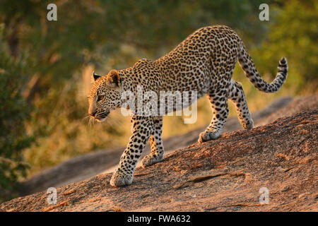 Das junge Leopardenjunge Panthera Pardus macht sich bereit, in den Zweigen eines großen Baumes im Kruger-Nationalpark in Südafrika zu stürzen. Stockfoto