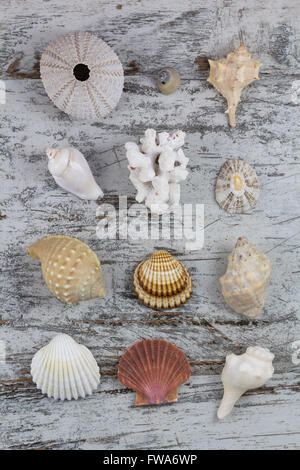 Verschiedene Shells in einem Holz Hintergrund Stockfoto