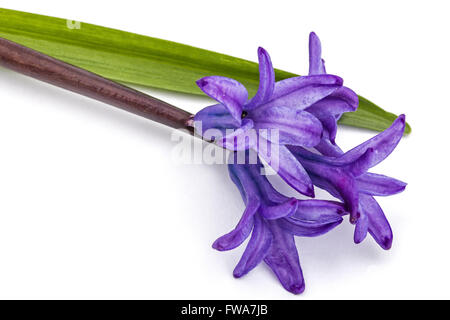 Violetten Blüten der Hyazinthe, isoliert auf weißem Hintergrund Stockfoto