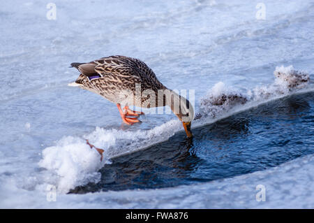 Einzelnen weiblichen Stockente Trinkwasser beim Stehen auf Eis. Stockfoto