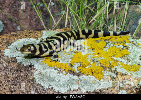 Vergitterten Tiger Salamander Z.B. Mavortium Tucson, Arizona, USA 11 September Erwachsene Ambystomatidae Stockfoto