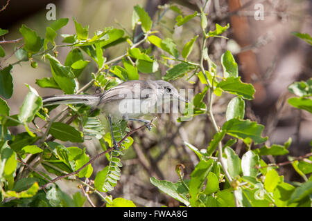 Schwarz-capped Gnatcatcher, Polioptila Nigriceps Montosa Canyon, Santa Rita Mountains, Arizona, USA 2 September Erwachsene Po Stockfoto