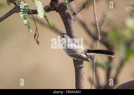 Schwarz-capped Gnatcatcher, Polioptila Nigriceps Montosa Canyon, Santa Rita Mountains, Arizona, USA 2 September Erwachsene Po Stockfoto