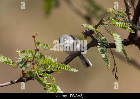 Schwarz-capped Gnatcatcher, Polioptila Nigriceps Montosa Canyon, Santa Rita Mountains, Arizona, USA 2 September Erwachsene Po Stockfoto