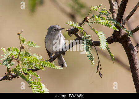 Schwarz-capped Gnatcatcher, Polioptila Nigriceps Montosa Canyon, Santa Rita Mountains, Arizona, USA 2 September Erwachsene Po Stockfoto