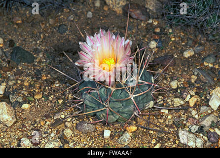 Thelocactus Hexaeprophorus var.  Hexaeprophorus Tohono Chul Park, Tucson, Arizona, Vereinigte Staaten von Amerika April Erwachsene Pflanze in Blüte Stockfoto