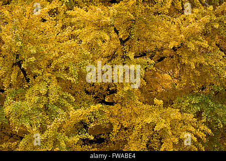 Herbst HD nahtlose Textur, Äste Baum mit gelben und goldenen Blättern Stockfoto