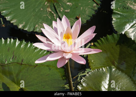 Rosa Seerose, Blumen von Bali, Indonesien Stockfoto