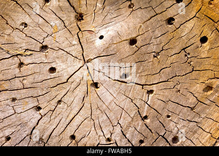 Detail einer hölzernen Insektenhotel aus Baum-Scheiben. Stockfoto