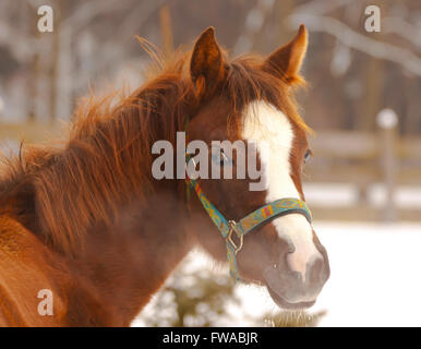 Nahaufnahme eines stehenden Pferd in einem Winter-Paddock (bläst Dampf aus ihren Nasenlöchern) Stockfoto