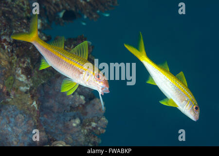 Yellowfin Goatfish (Mulloides Vanicolensis) Mund zu öffnen, in der Dämmerung Stockfoto