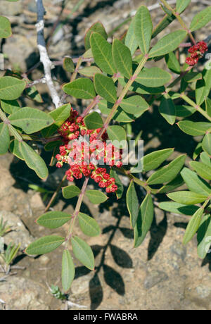Mastixstrauch - Pistacia Mastixsträuchern immergrüner Baum aus Zypern männlichen Blüten Stockfoto