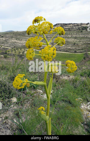 Riesigen Fenchel - Ferula Communis in Zypern Landschaft Stockfoto