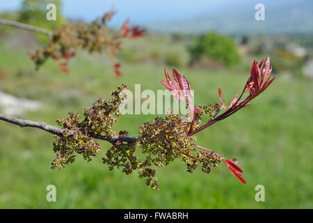 Terpentin Baum - Pistacia Terebinthus Blumen & frische Blätter Stockfoto