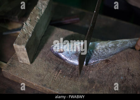 Ein Fisch vorbereitet in eine gefrorene Lebensmittel Geschäft, Nigeria, Afrika Stockfoto