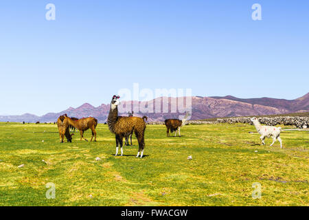 Herde von Lamas Weiden im Coqueza Village in Uyuni, Bolivien Stockfoto