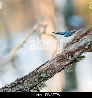 Kleiber (Sitta europaea) Stockfoto