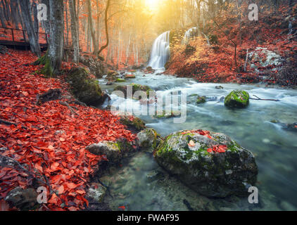 Schöner Wasserfall am Gebirgsfluss in bunten Herbstwald mit roten und orangefarbenen Blättern bei Sonnenuntergang. Naturlandschaft Stockfoto
