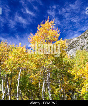 Bunte Blätter im Herbst am Lundy Canyon in der östlichen Sierra Nevada in Nordkalifornien Stockfoto