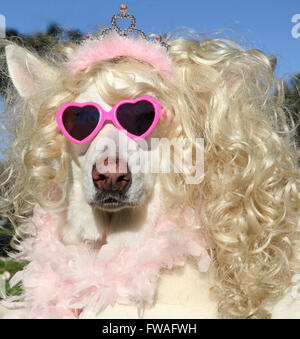 Hund trägt Perücke, Tiara und herzförmige Sonnenbrille Stockfoto