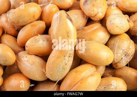 Salacca Obst und geschält Piled viele für Hintergrund Stockfoto