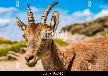 Westlichen spanischer Steinbock oder Gredos-Steinbock - Capra Pyrenaica Victoriae- Stockfoto