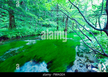 Kamikochi Nationalpark in Nagano, Japan Stockfoto