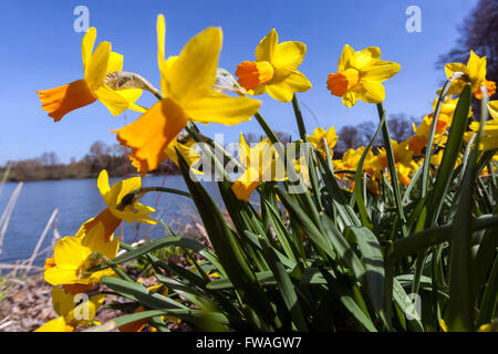 Narcissus Jetfire, Orange Daffodils Trompeten Stockfoto