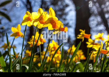 Narcissus Jetfire, Narzissen in einem Garten, Gruppe kleine orangene Trompeten April Blumen Sonnentag Sonne Frühling Garten Sonnenlicht Glanz Stockfoto