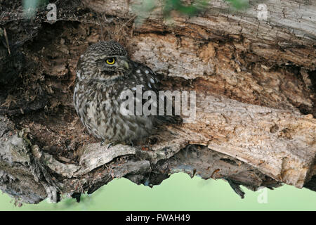 Aufmerksame Steinkauz / Minervas Eule (Athene Noctua) verstecken sich in seinen Lieblingsplatz in einem alten faulen Baum suchen beiseite. Stockfoto