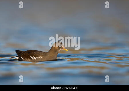 Teichhühner / Teichralle / Teichhuhn (Gallinula Chloropus), junger Vogel, Halbwüchsige, auf schöne farbige Freiwasser schwimmen. Stockfoto