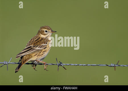 Wiese Pieper / Wiesenpieper (Anthus Pratensis) sitzt auf Barbwire vor einem Hintergrund sauber grünen offenen Lebensraum. Stockfoto