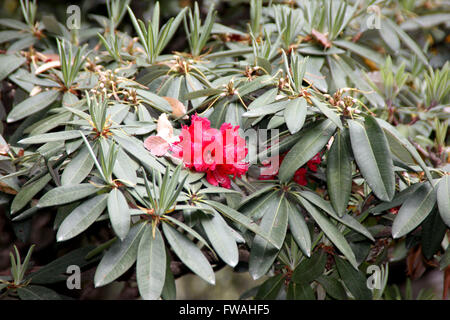 Rhododendron Arboreum Baum Rhododendron, immergrner Strauch oder kleiner  Baum mit roten Blten in Bscheln Stockfotografie - Alamy