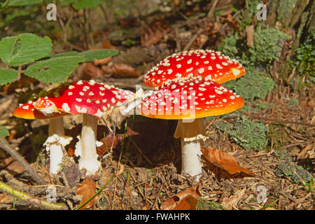 Gruppe der Fliegenpilze im Wald (horizontal) Stockfoto